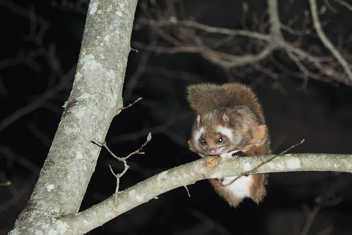 Picchio Wildlife Watching Tour