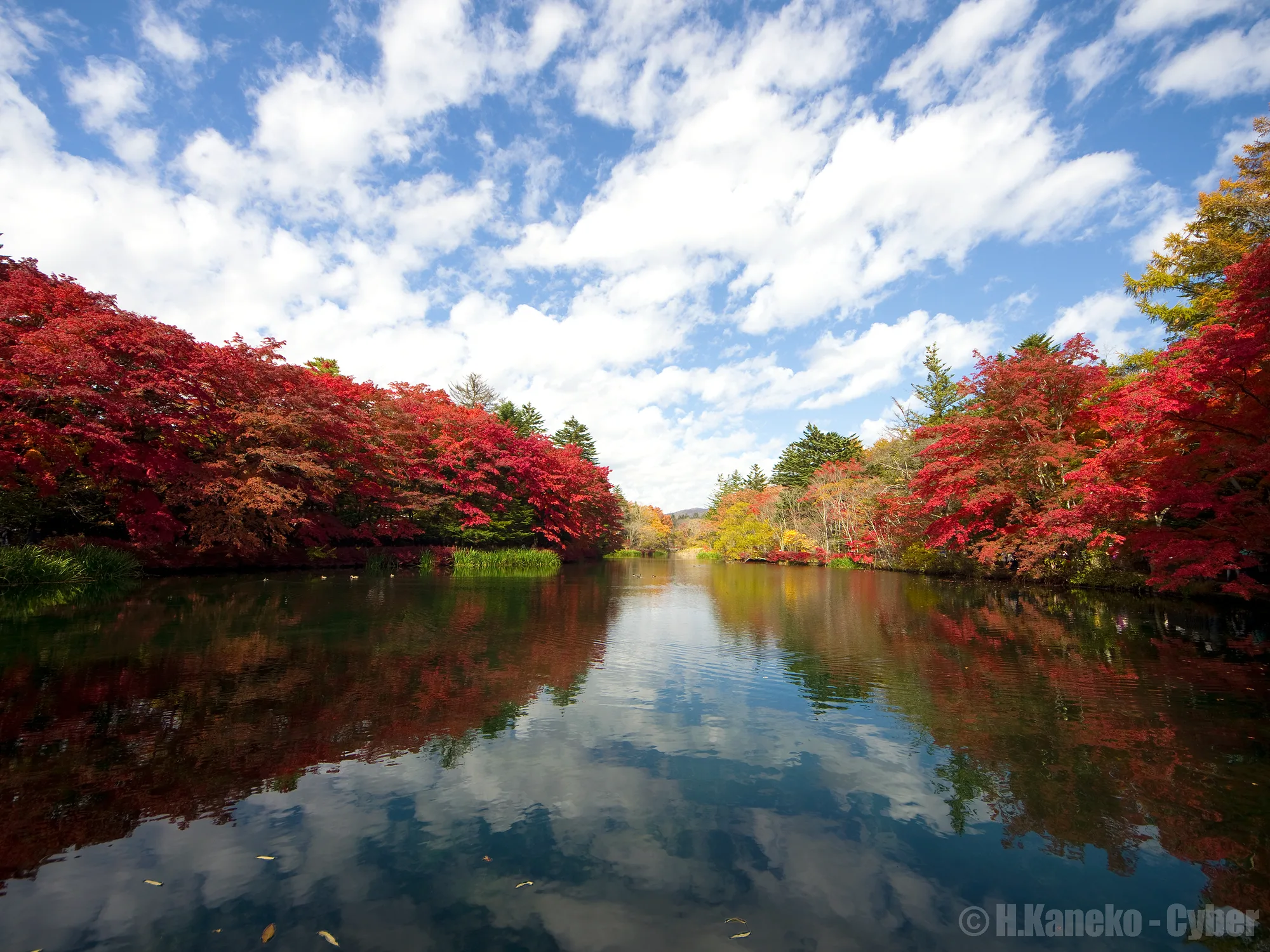 雲場池周辺および森林エリアの紅葉シーズン（10月〜11月）